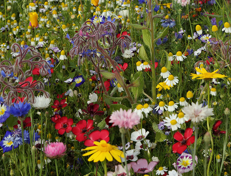 extensive Blumenwiese